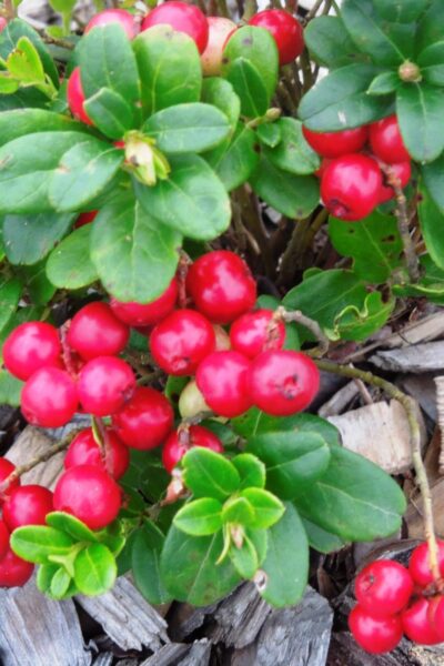 Brusnica pravá Vaccinium vitis-idaea L.